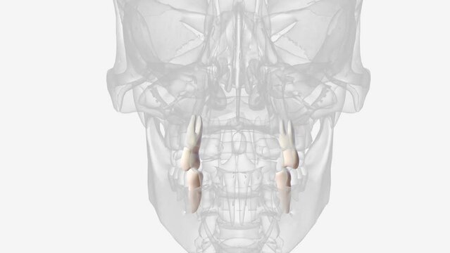 mandibular second premolar maxillary first premolar .