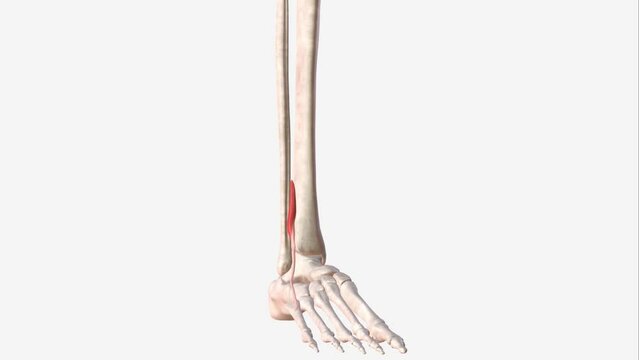The Extensor hallucis longus (EHL) is a thin muscle, situated between the Tibialis anterior