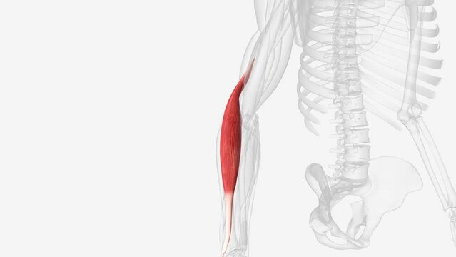 brachioradialis is a muscle of the forearm that flexes the forearm at the elbow