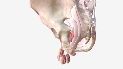 The male pelvic floor muscles support the bladder and bowel and affect sexual function