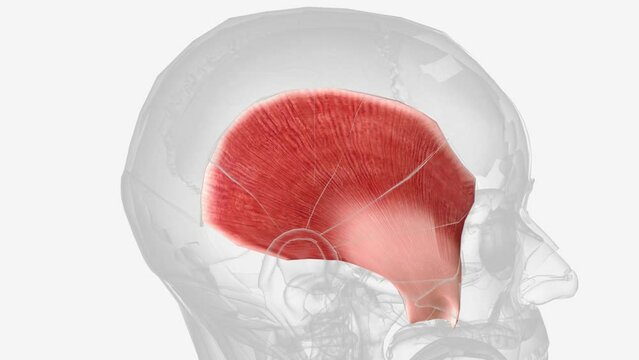 The temporalis muscle is a thin, fan-shaped muscle situated within the temporal fossa of the skull