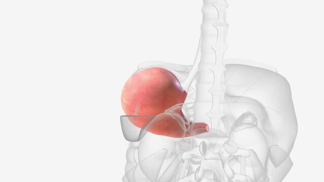 The stomach is an organ in the upper abdomen