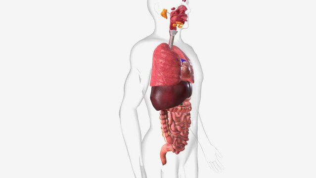 Digestive and Respiratory system 3d medical