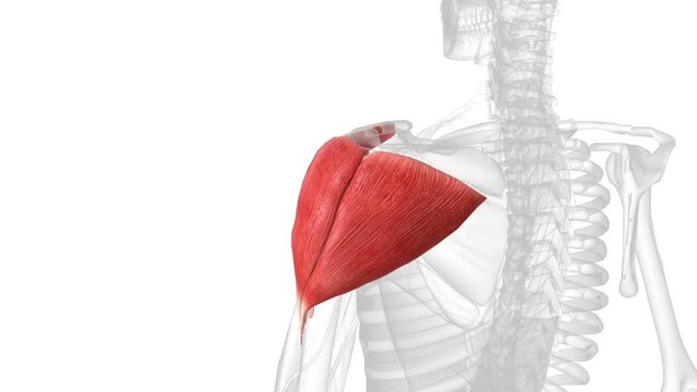 deltoid muscles are in your shoulder, which is the ball-and-socket joint that connects your arm to the trunk of your body