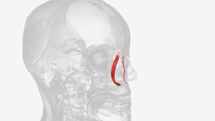 Levator labii superioris alaeque nasi