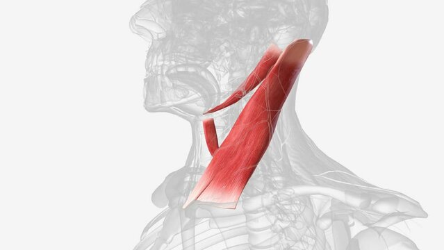 Muscle forming the carotid triangle