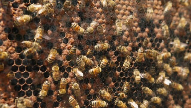Bees pack honeycomb with bee bread