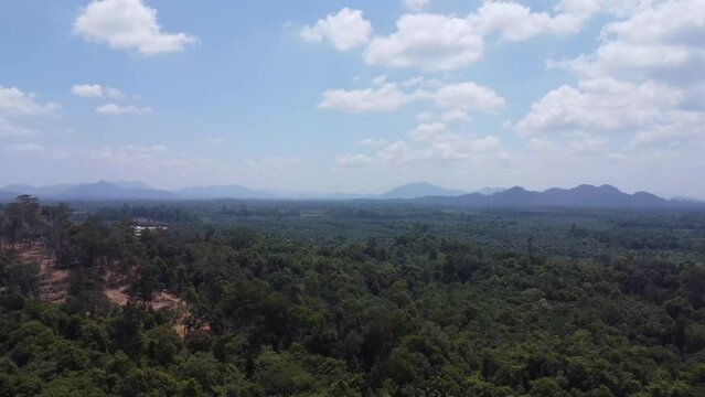Aerial view of vast oil palm plantations in Indonesia