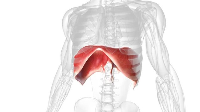 The diaphragm is a muscle that helps you inhale and exhale