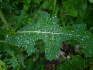 The green leaf with water drops