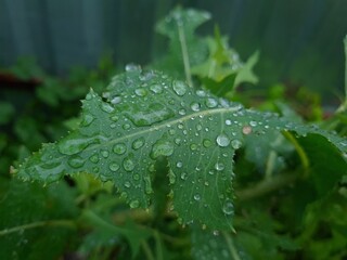The green leaf with water drops