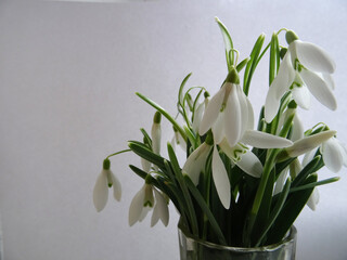 Wildflowers in a bouquet, white snowdrops in a glass of champagne, background image
