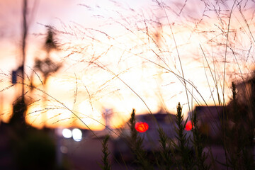 pampas grass