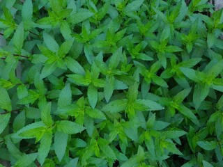 Serene Green Leaves as a Captivating Background