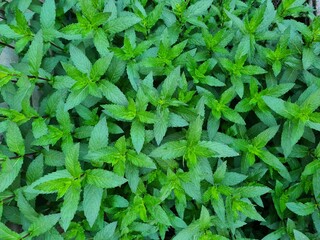 Serene Green Leaves as a Captivating Background