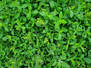 Serene Green Leaves as a Captivating Background