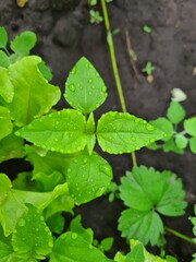 Serene Green Leaves as a Captivating Background