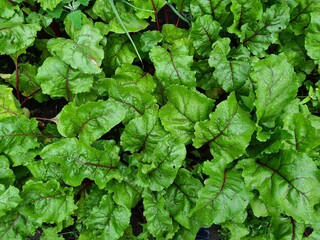 Serene Green Leaves as a Captivating Background