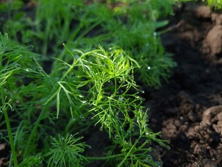 A Captivating Close-Up of Fresh Green Dill