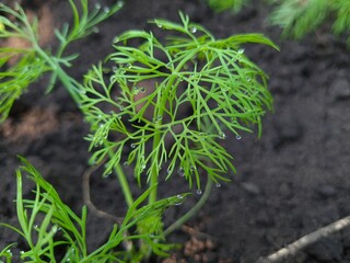 A Captivating Close-Up of Fresh Green Dill