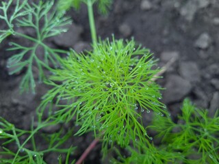 A Captivating Close-Up of Fresh Green Dill