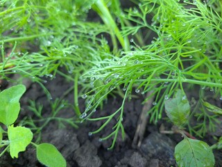 A Captivating Close-Up of Fresh Green Dill