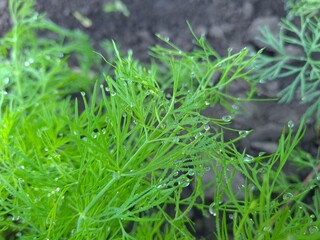 A Captivating Close-Up of Fresh Green Dill