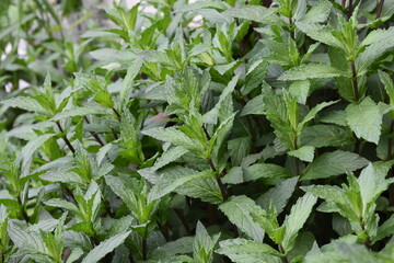 Serene Green Leaves as a Captivating Background