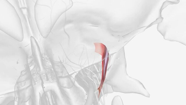 The lateral rectus is a flat-shaped muscle, and it is wider in its anterior part