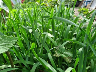 Serene Green Leaves as a Captivating Background