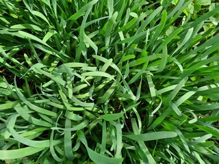 Serene Green Leaves as a Captivating Background