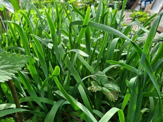 Serene Green Leaves as a Captivating Background