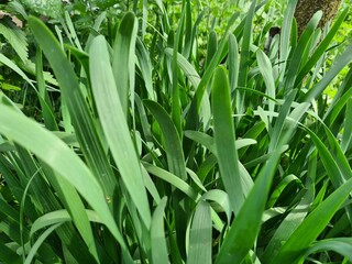 Serene Green Leaves as a Captivating Background