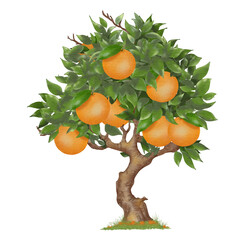 Orange tree.