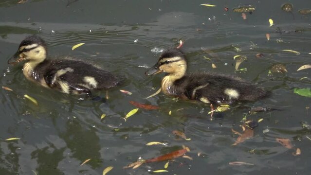 Mallard ducklings (Anas platyrhynchos) swimming in a pond. May, Kent, UK. [Slow motion x10]