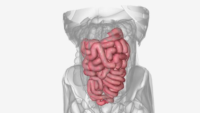 The small intestine has three parts: the duodenum, jejunum, and ileum