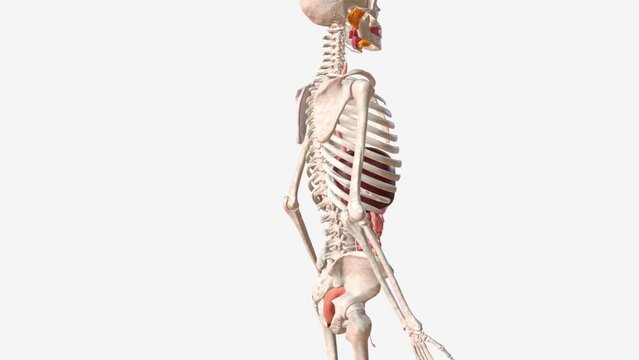 Digestive System and Urinary System