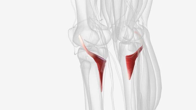 The popliteus muscle is a small muscle that forms the floor of the popliteal fossa