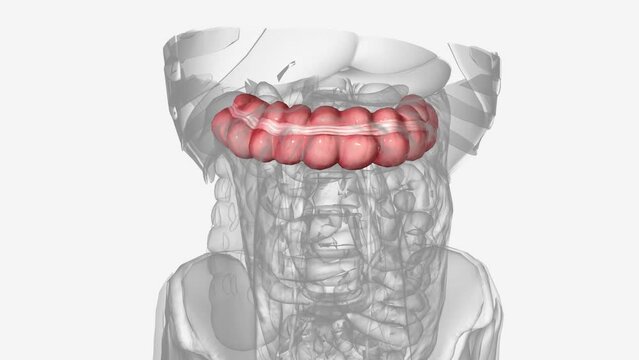 The transverse colon is a section of the large intestine that runs across the abdomen
