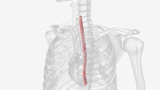 esophagus is a hollow, muscular tube that carries food and liquid from your throat to your stomach