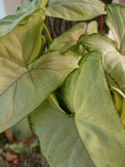 A close-up shot of a Syngonium plant with large, variegated leaves. The plant showcases a beautiful blend of green and white, creating a visually striking image.