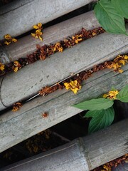 A close-up shot of weathered bamboo with vibrant yellow flowers scattered between them. The image captures a contrasting texture and color palette, creating a visually interesting composition.