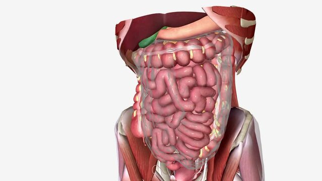 small and large intestines in the digestive system