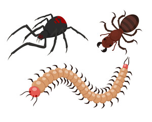 Creepy crawler insects vector illustrations set. Poisonous black widow spider, beetle or ant, centipede on white background for Halloween party decoration. Halloween, autumn, insect concept