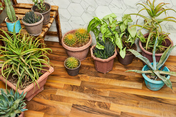 home garden interior filled a lot of beautiful plants, cacti, succulents, air plant in different...