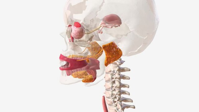 Your salivary glands lubricate your mouth, help you swallow, aid in digestion and help protect your teeth against harmful bacteria