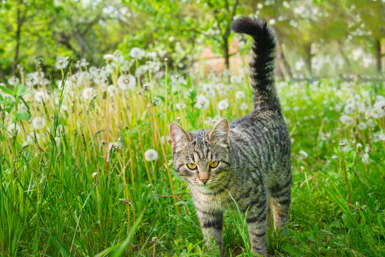 A cute striped cat looking at the camera walks along the green grass with fluffy white dandelions. Summer day outdoors. Low angle view.