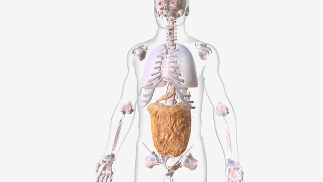 Connective tissues bind structures together, form a framework and support for organs