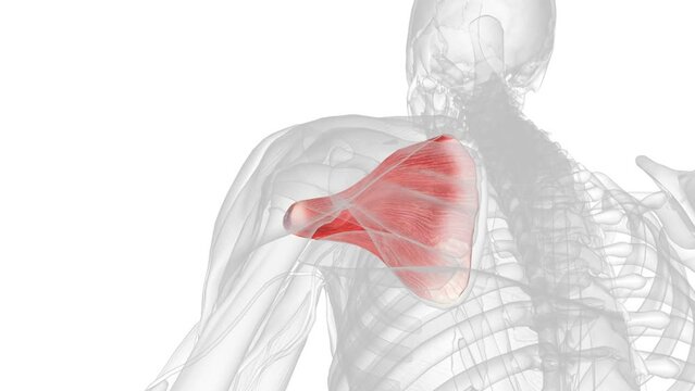 The Subscapularis muscle is one of the rotator cuff muscles