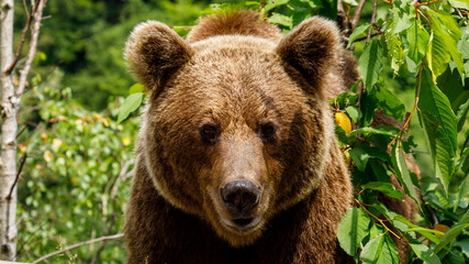 Fototapeta premium European Brown Bear in the Carpathians of Romania